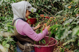 New Coffee Bean for November