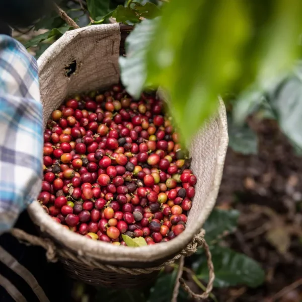 uganda coffee beans